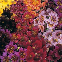 Сальпиглоссис