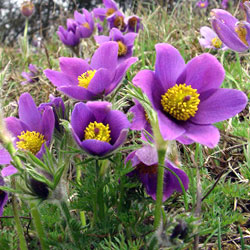 Прострел (Pulsatilla)