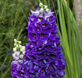 img-1: Дельфиниум высокий Дельфина Дарк блю Блэк Би [100 шт] - ООО «Семена Тут»