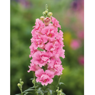 Львиный зев Дабл Шот Хот Пинк [1000 шт] - ООО «Семена Тут»