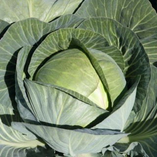 Капуста белокочанная Лежкий F1 - ООО «Семена Тут»