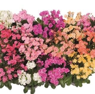 img-0: Левизия Элиза Микс [1000 шт] - ООО «Семена Тут»