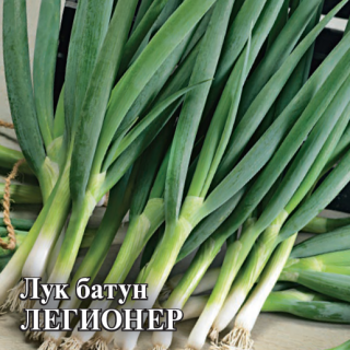 img-2: Лук на зелень Легионер - ООО «Семена Тут»