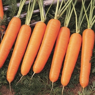 Морковь Найроби F1 (фракция: 2,0-2,2 мм) - ООО «Семена Тут»