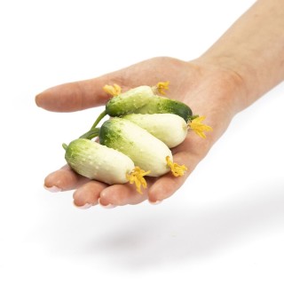 img-2: Огурец Квирк F1 - ООО «Семена Тут»