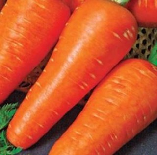 Морковь Рекси (фракция 1,6-1,8 мм) (инкруст. семена) - ООО «Семена Тут»
