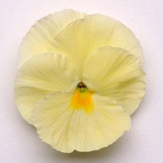 img-0: Виола крупноцветковая Матрикс Примроуз [50 шт] - ООО «Семена Тут»