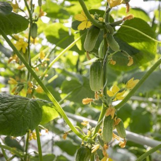 img-1: Огурец Квирк F1 - ООО «Семена Тут»