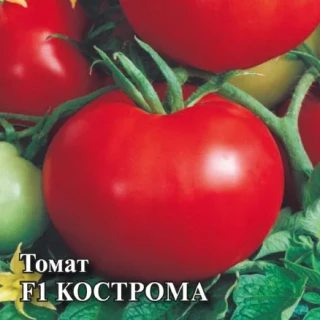 Томат Кострома F1 - ООО «Семена Тут»
