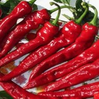 Перец острый Кохиба - ООО «Семена Тут»