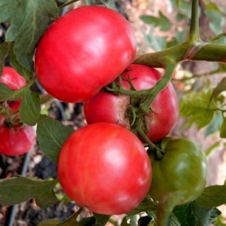 Томат Пандароза F1 - ООО «Семена Тут»