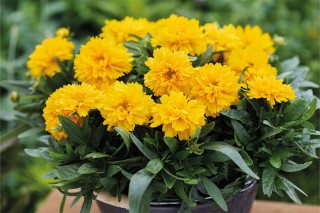 img-1: Кореопсис Сан Глоб [1000 шт] - ООО «Семена Тут»