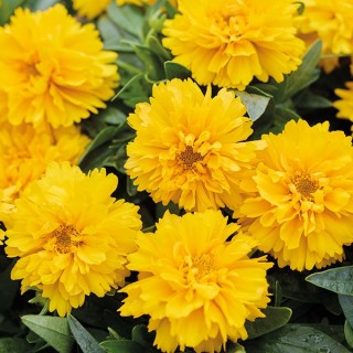 img-0: Кореопсис Сан Глоб [1000 шт] - ООО «Семена Тут»