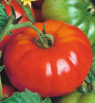 Томат Беркут F1 - ООО «Семена Тут»