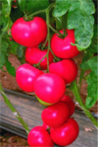 img-1: Томат Розмус F1 - ООО «Семена Тут»