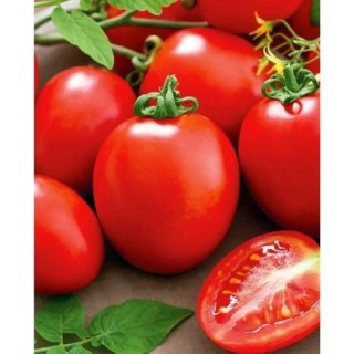 Томат Виолетта F1 - ООО «Семена Тут»