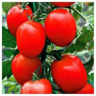 Томат Скарлетт F1 - ООО «Семена Тут»