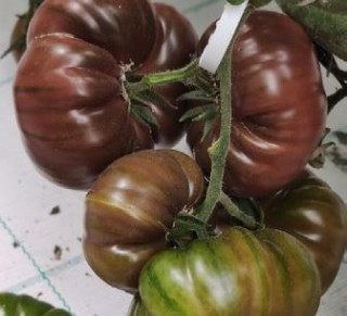 img-0: Томат Опра F1 - ООО «Семена Тут»