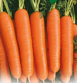 Морковь Натива F1 - ООО «Семена Тут»