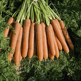 Морковь Намдал F1 (фракция: 2,0-2,2 мм) - ООО «Семена Тут»