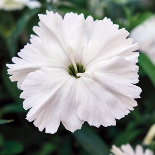 Гвоздика Дивинити Вайт [1000 шт] - ООО «Семена Тут»