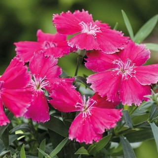 Гвоздика Дивинити Роуз [1000 шт] - ООО «Семена Тут»