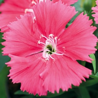 Гвоздика Дивинити Салмон [1000 шт] - ООО «Семена Тут»