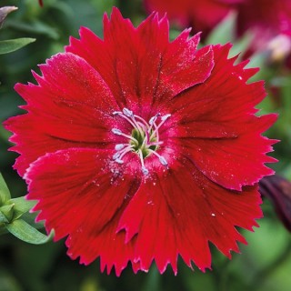 Гвоздика Дивинити Кримсон [1000 шт] - ООО «Семена Тут»