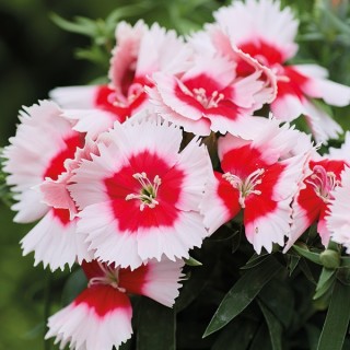 Гвоздика Дивинити Ред центр Вайт [1000 шт] - ООО «Семена Тут»