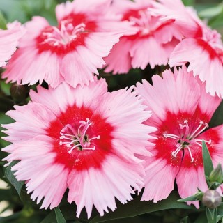 Гвоздика Дивинити Скарлет Пикоти [1000 шт] - ООО «Семена Тут»