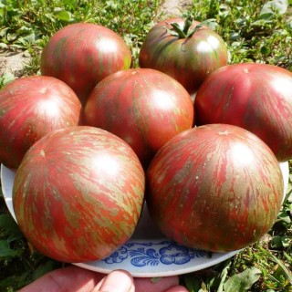 img-1: Томат Беркли Тай Дай Пинк - ООО «Семена Тут»