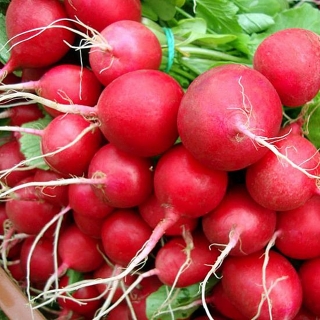 Редис Ирене F1 - ООО «Семена Тут»