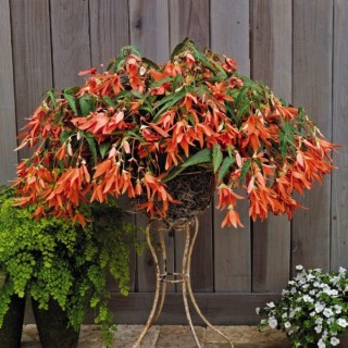 img-0: Бегония боливийская Сан Франциско [1000 драже] - ООО «Семена Тут»