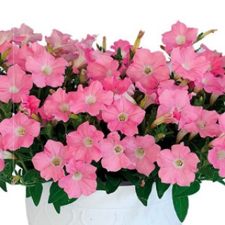 Петуния гибридная Пендолино Софт Пинк [1000 драже] - ООО «Семена Тут»