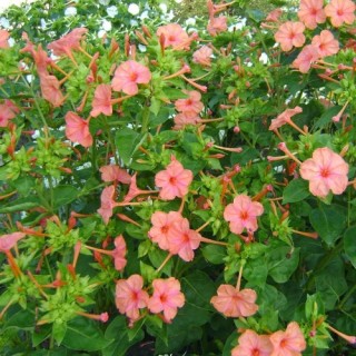 Мирабилис Абрикосовый леденец - ООО «Семена Тут»