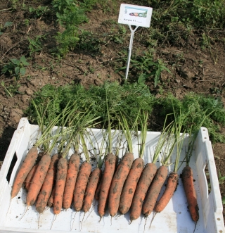 Морковь Натуна F1 (фракция: 2,0-2,2 мм) - ООО «Семена Тут»