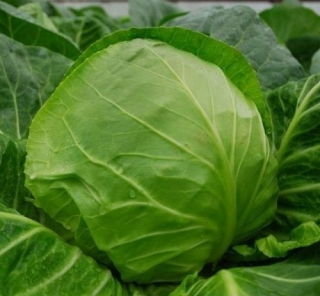 Капуста белокочанная Свирель F1 - ООО «Семена Тут»