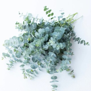 img-2: Эвкалипт Бэби Блю Букет [1000 шт] - ООО «Семена Тут»