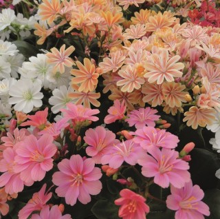 img-1: Левизия Элиза Микс [1000 шт] - ООО «Семена Тут»