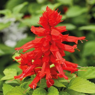 Сальвия Редди Лайм лив Ред [1000 шт] - ООО «Семена Тут»