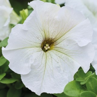 img-0: Петуния грандифлора Лимбо Джи Пи Силвери Мун [1000 драже] - ООО «Семена Тут»