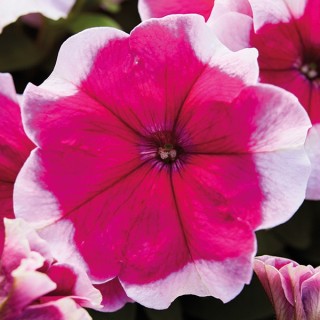 Петуния мультифлора Мамбо Джи Пи Роуз Пикоти [1000 драже] - ООО «Семена Тут»