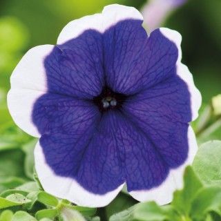 Петуния мультифлора Мамбо Джи Пи Блю Пикоти [1000 драже] - ООО «Семена Тут»