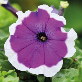 Петуния мультифлора Мамбо Джи Пи Виолет Пикоти [1000 драже] - ООО «Семена Тут»