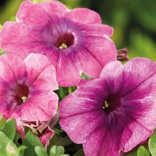 img-0: Петуния мультифлора Шейк Черриберри [1000 драже] - ООО «Семена Тут»