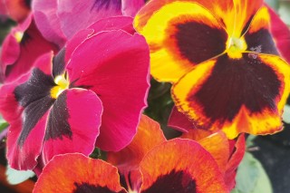 img-1: Виола крупноцветковая Селло Сангрия [1000 шт] - ООО «Семена Тут»