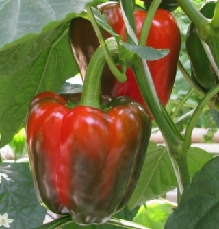Перец Фэнтази F1 - ООО «Семена Тут»