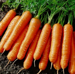 Морковь Балтимор F1 (фракция: 1,8-2,0 мм) - ООО «Семена Тут»