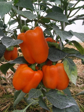 Перец Оранж Глори F1 - ООО «Семена Тут»