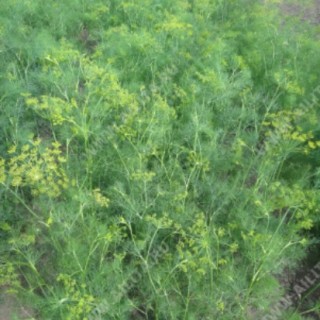 img-0: Укроп Ханак - ООО «Семена Тут»